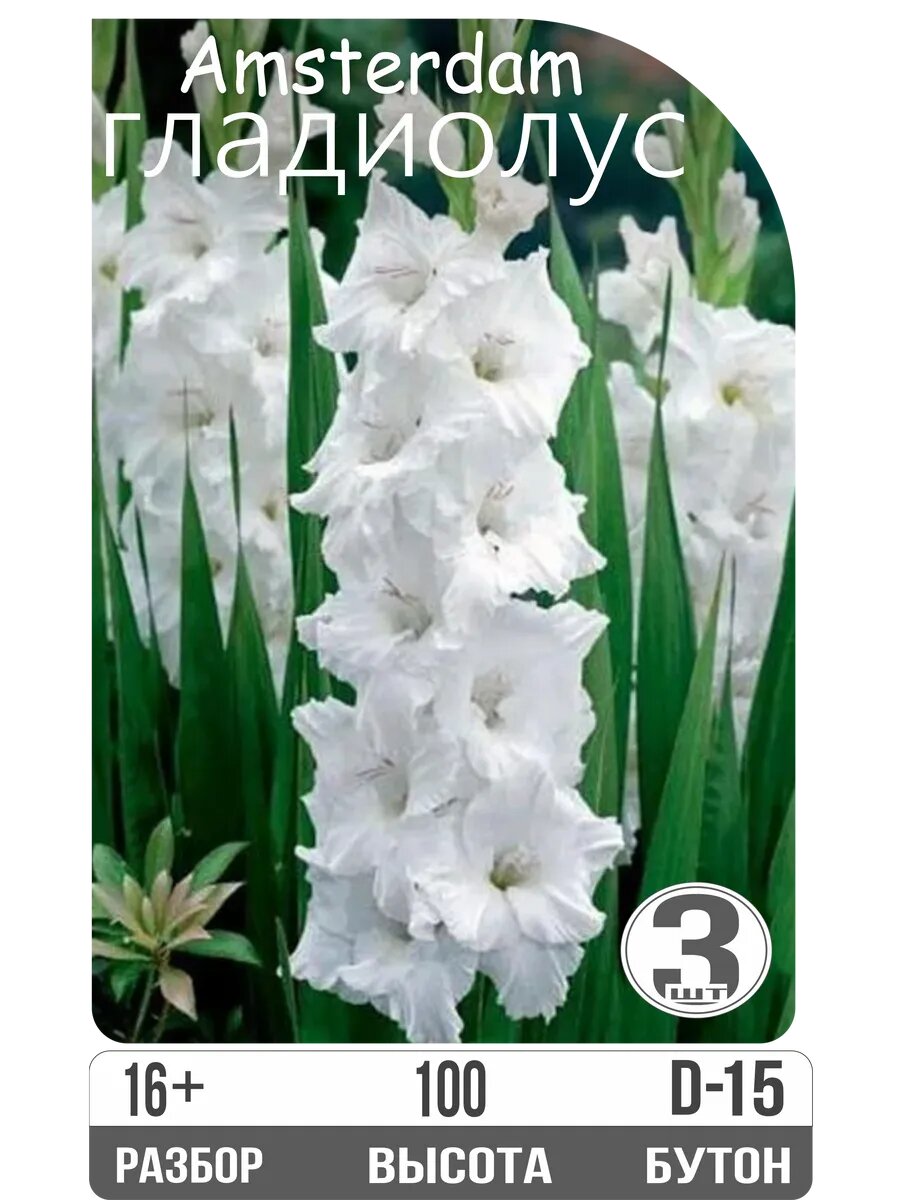 Луковицы гладиолуса "Амстердам" крупноцветковый многолетник белый высота 100 см 3 шт Eywa
