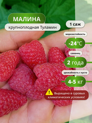 Изображение товара Малина крупноплодная Туламин / 1 шт, саженец малины, среднеспелый сорт