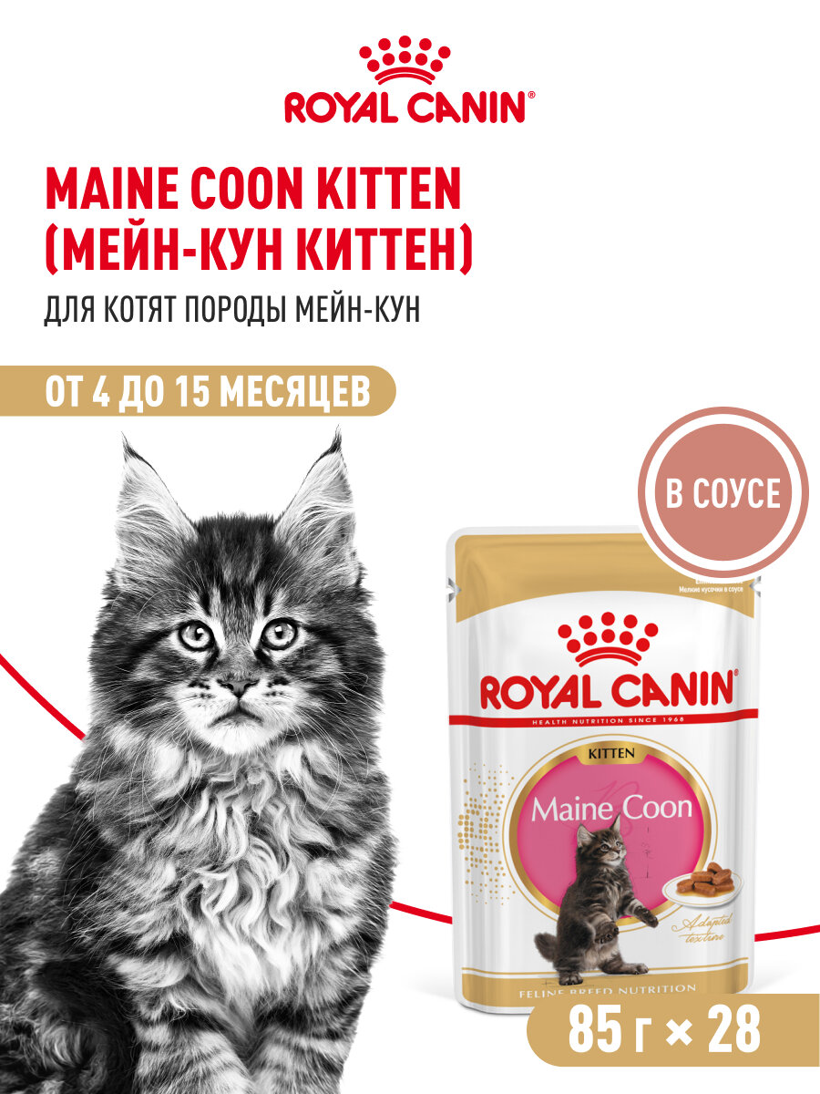 Влажный корм для котят Royal Canin Kitten для породы мейн кун кусочки в соусе, 28 шт по 85 г — фото 1