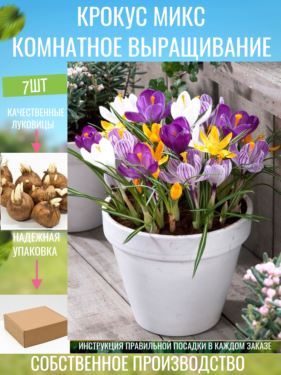 Крокус для комнатного выращивания микс 7 шт.