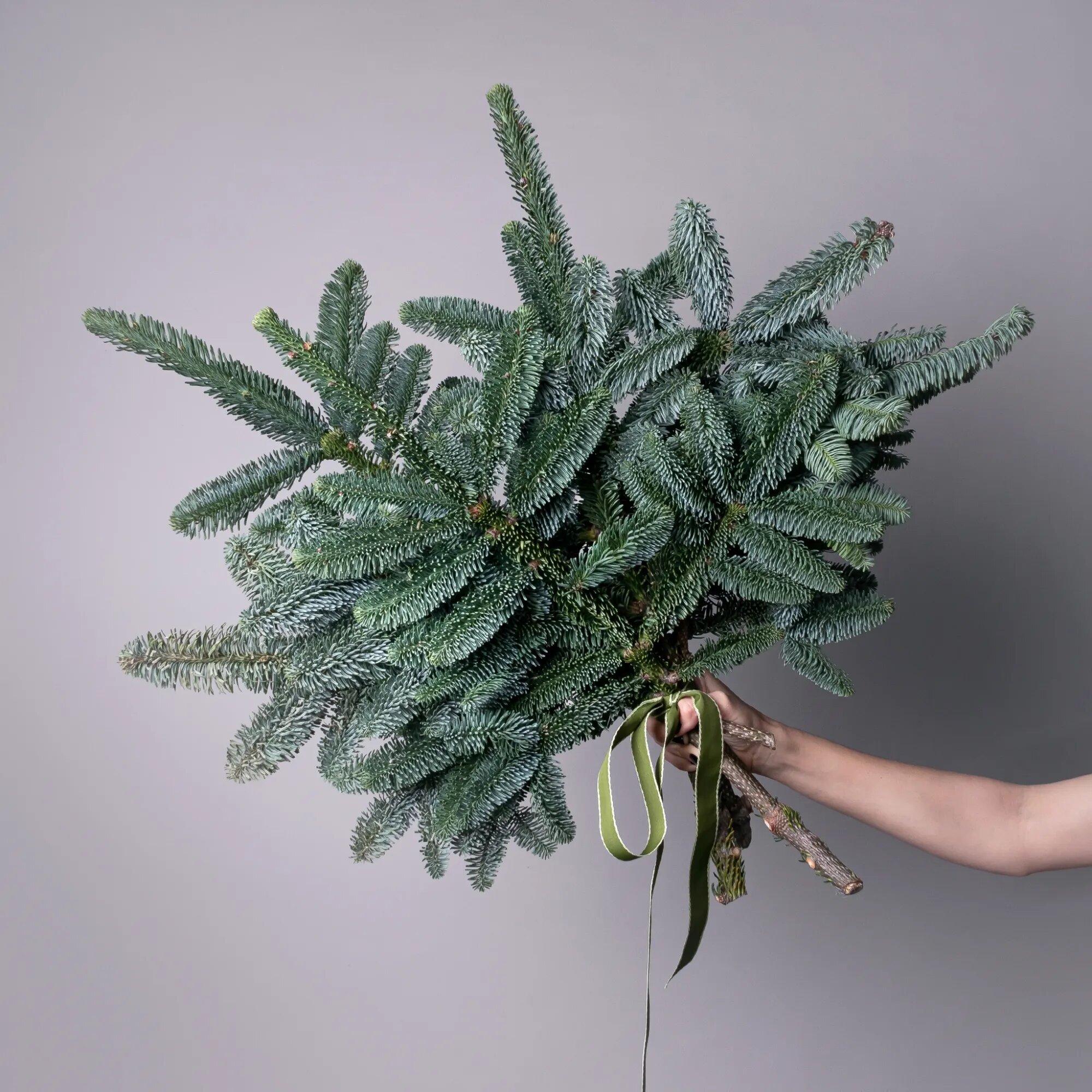 Живой лапник Пихты 