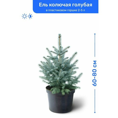 Ель колючая голубая 60-80 см в пластиковом горшке 2-5 л, саженец, хвойное живое растение