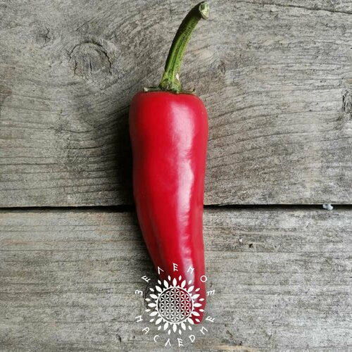 Семена Перец Халапеньо (лат. Capsicum annuum) 15шт от Green Legacy