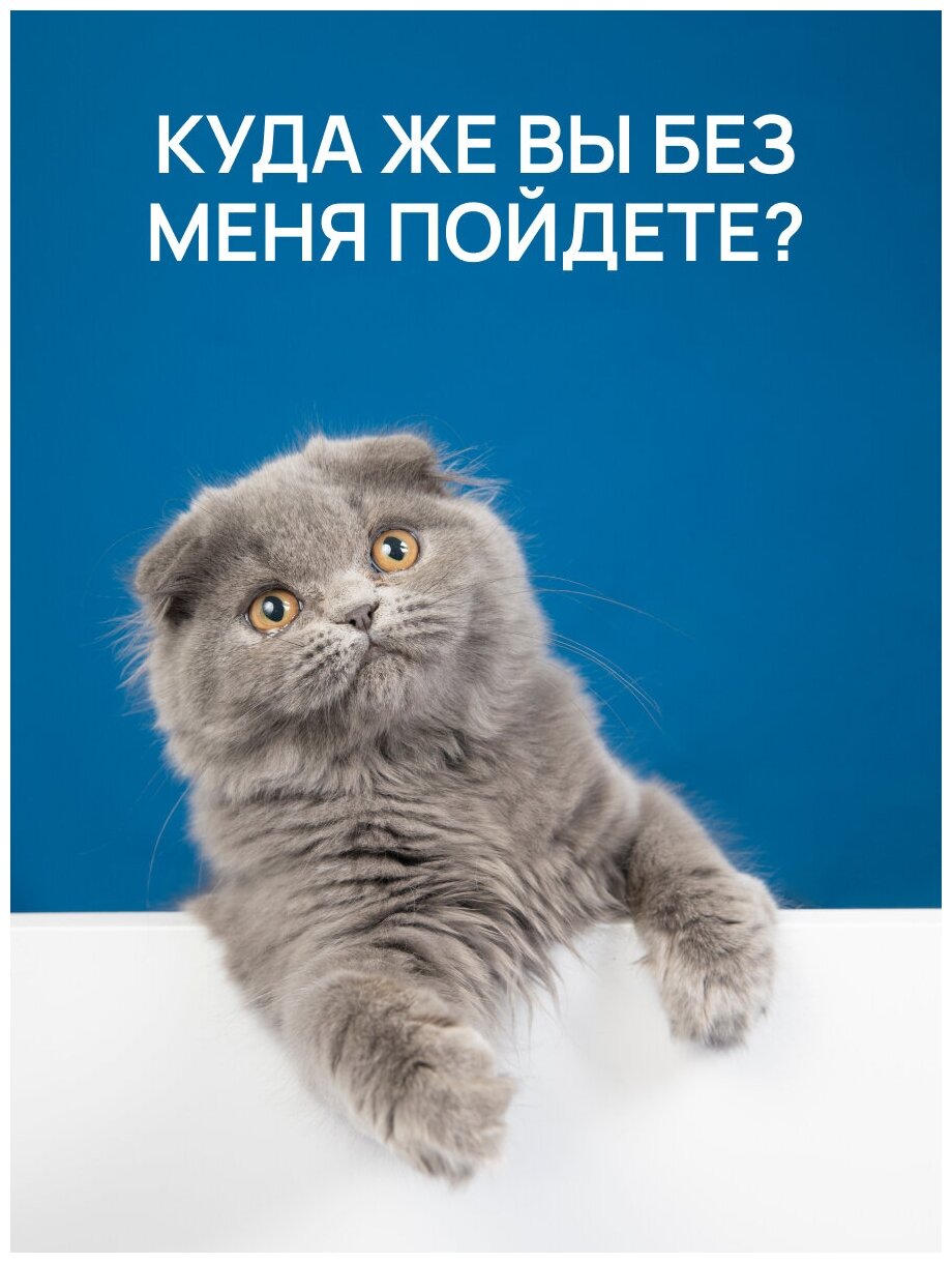 BestPets Переноска для кошек, перевозка для собак мелких пород, сумка переноска для животных для самолета - фотография № 5