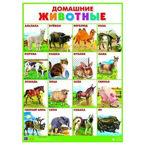 "Плакат "Домашние животные" (555х774)"