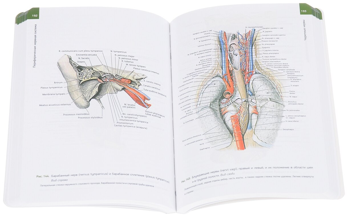 Анатомия человека. Атлас. Учебное пособие. В 3-х томах. Том 3. Учение о нервной системе - фото №3