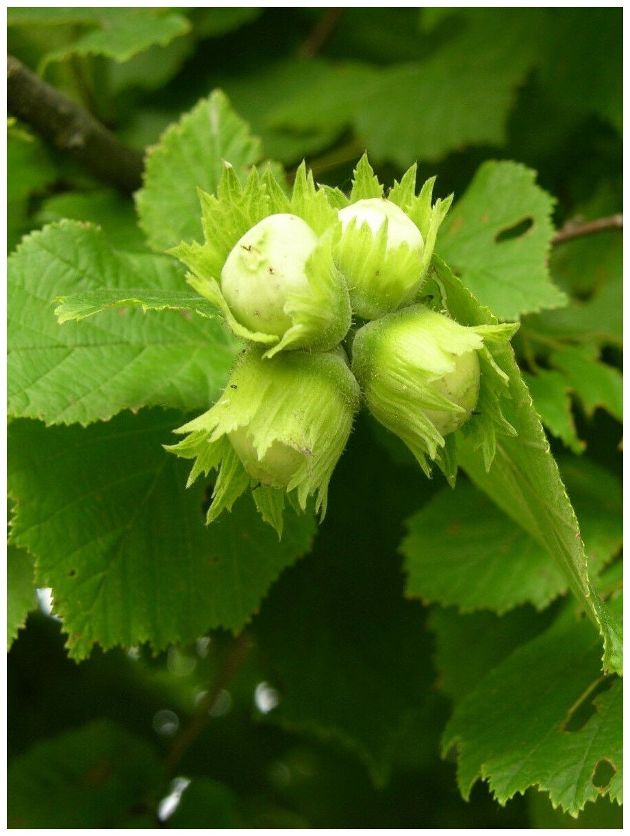 Семена Лещина обыкновенная (Corylus avellana) 10 штук