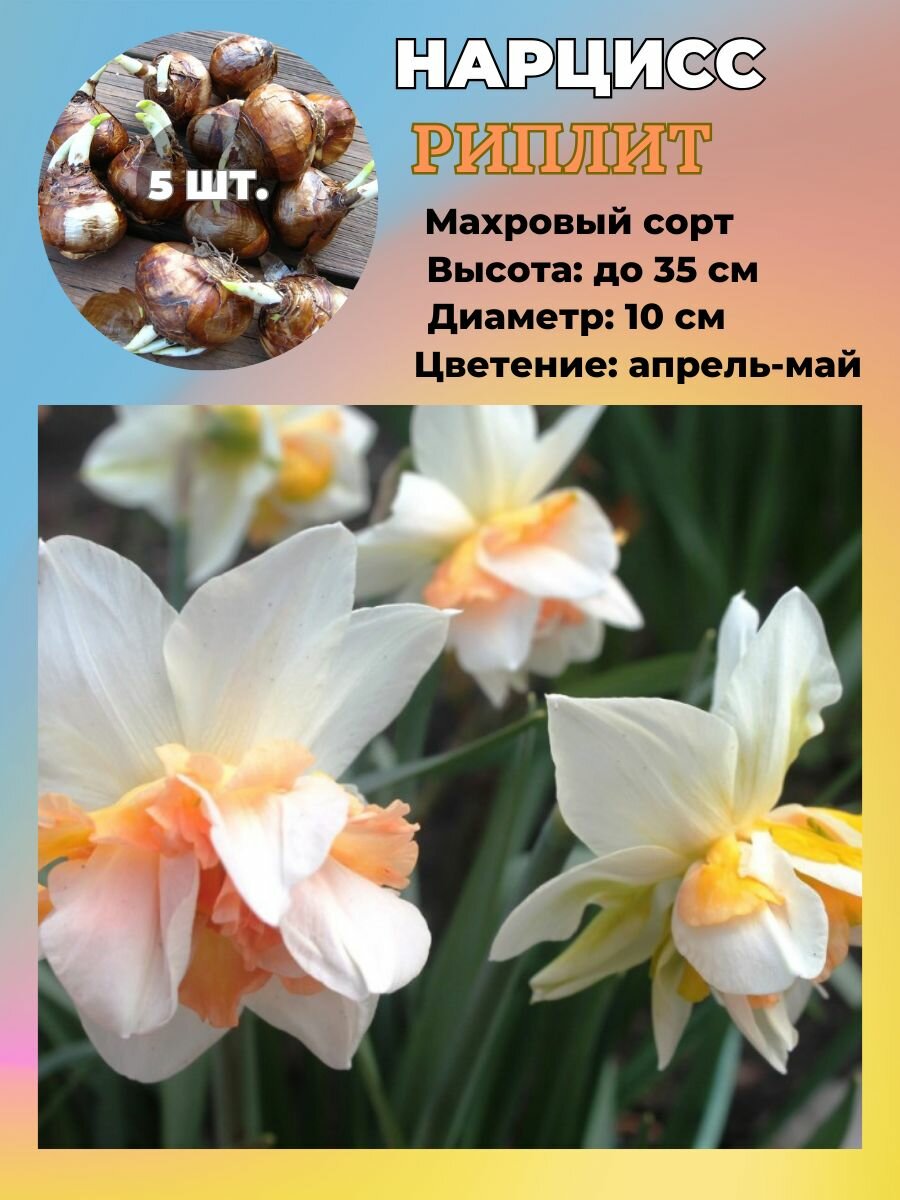 Нарцисс махровый луковицы 5 штук