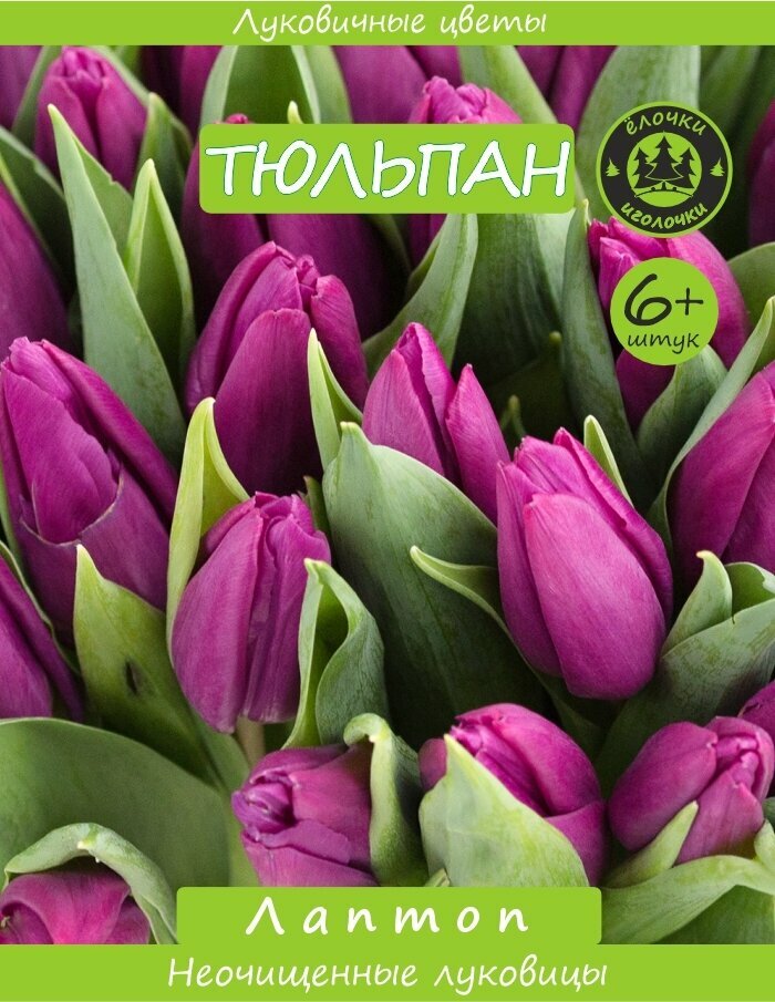 Тюльпан Луковица  Лаптоп  6  шт  Ёлочки иголочки 