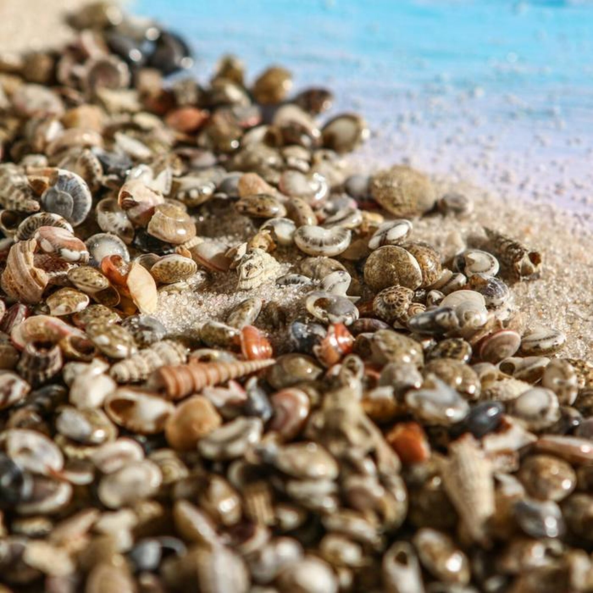 Набор ракушек Умбониум Вестериум, 100 г — фото 1