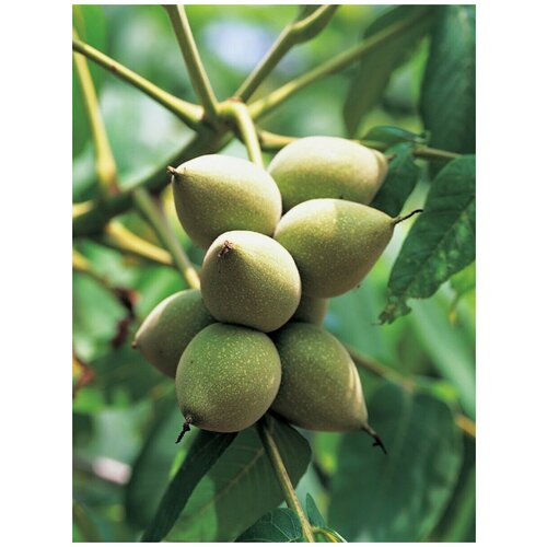 семена грецкий орех идеал juglans regia ideal 5 штук Семена Орех маньчжурский (Juglans mandshurica), 5 штук