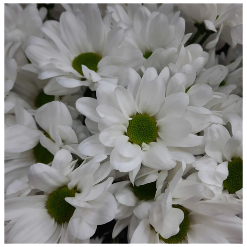 Хризантемы кустовые радость белые1 шт
