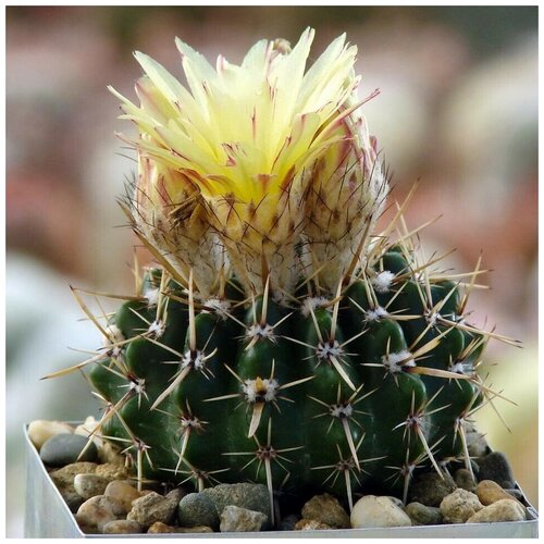 Семена Орешка Суккулент Кактус Notocactus submammulosus VG-019 10 шт.