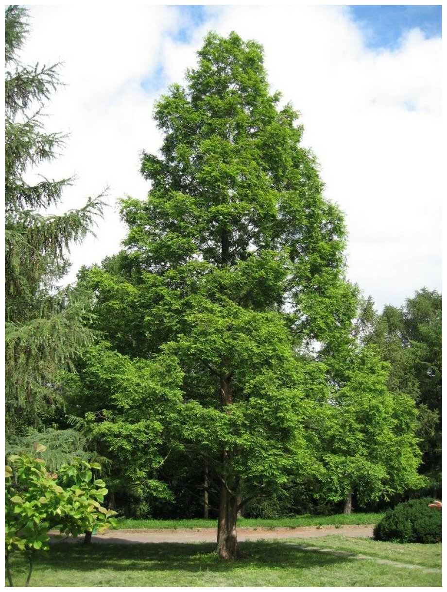 Семена Метасеквойя Китайская (Metasequoia glyptostroboides), 30 штук