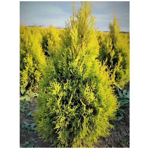 Семена Туя западная Голден Брабант (Thuja occidentalis Golden Brabant), 90 штук