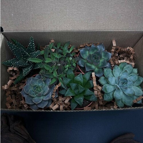 Подарочный набор 6 сочных суккулентов от Flolefor