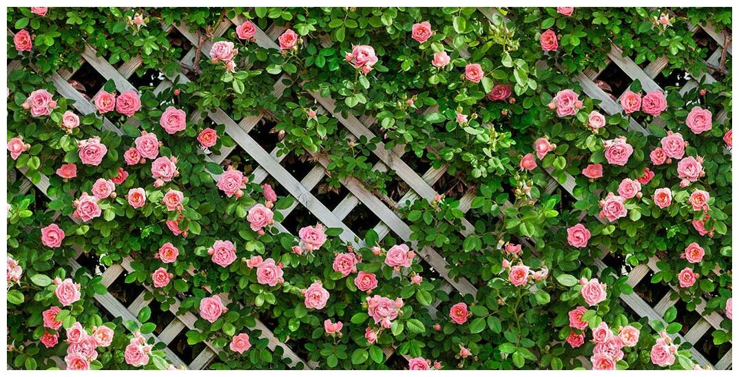 Фотосетка Мечта для декора 300x158 см, "Розовые розы" - фотография № 2
