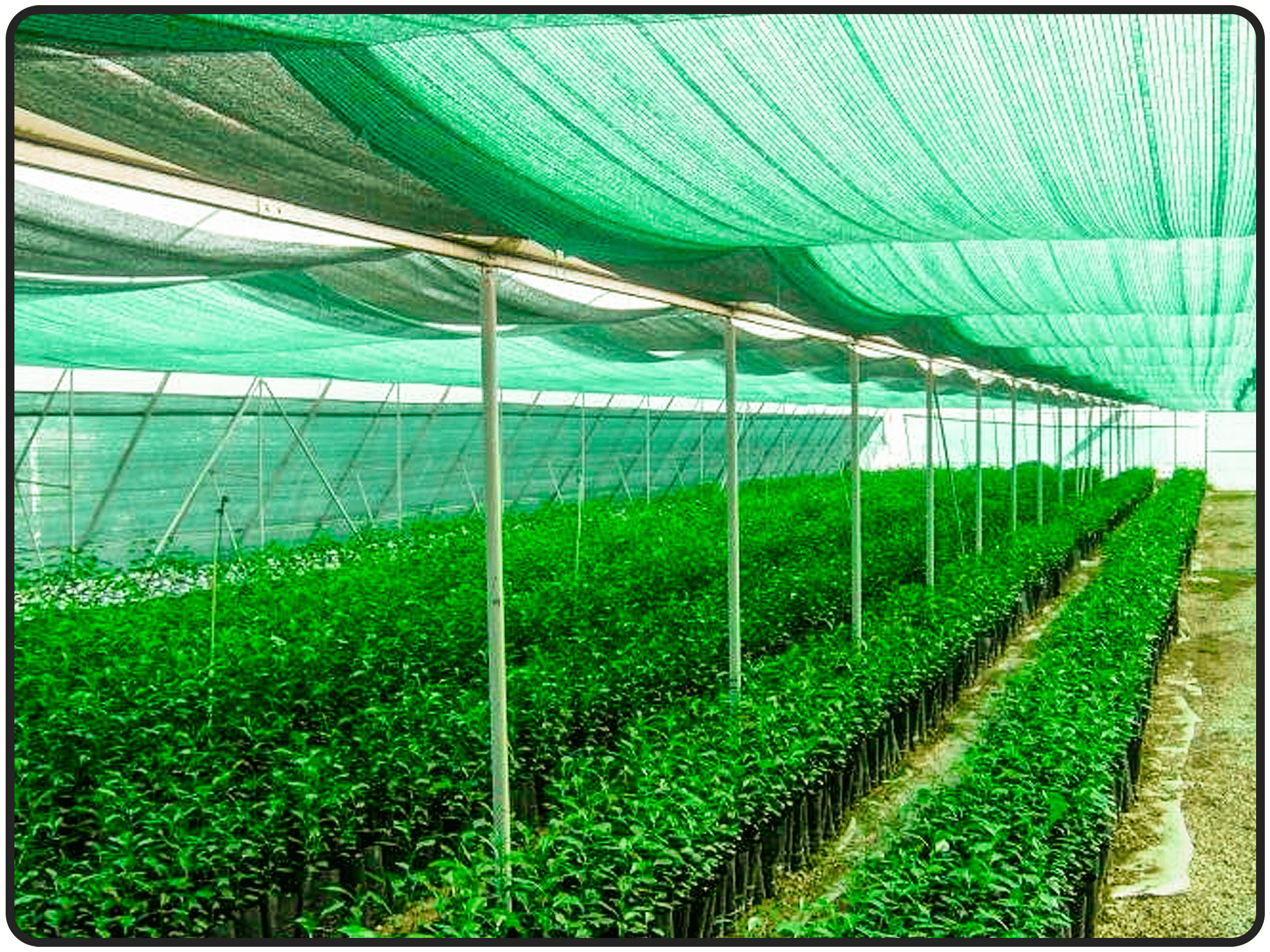 Затеняющая сетка 2х5 м ХозАгро, 80% затенения, для растений, для навесов, для беседок, для теплиц, полиэтилен темно-зеленая - фотография № 3