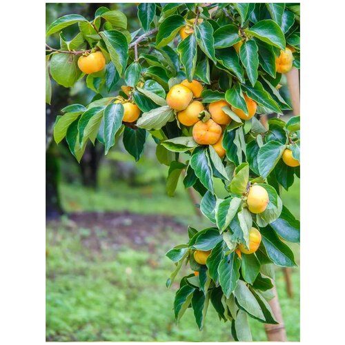 Семена Хурма виргинская (Diospyros virginiana), 5 штук итея виргинская мерлот