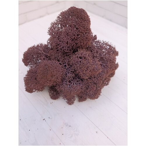 Стабилизированный мох Сиреневый 500 г