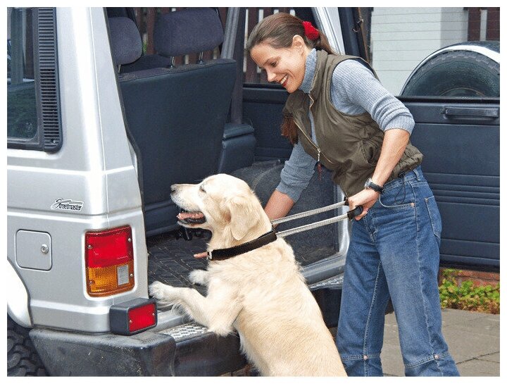 Ошейник для собак Patento Pet Basic Collar, размер XL, цвет синий — фото 1