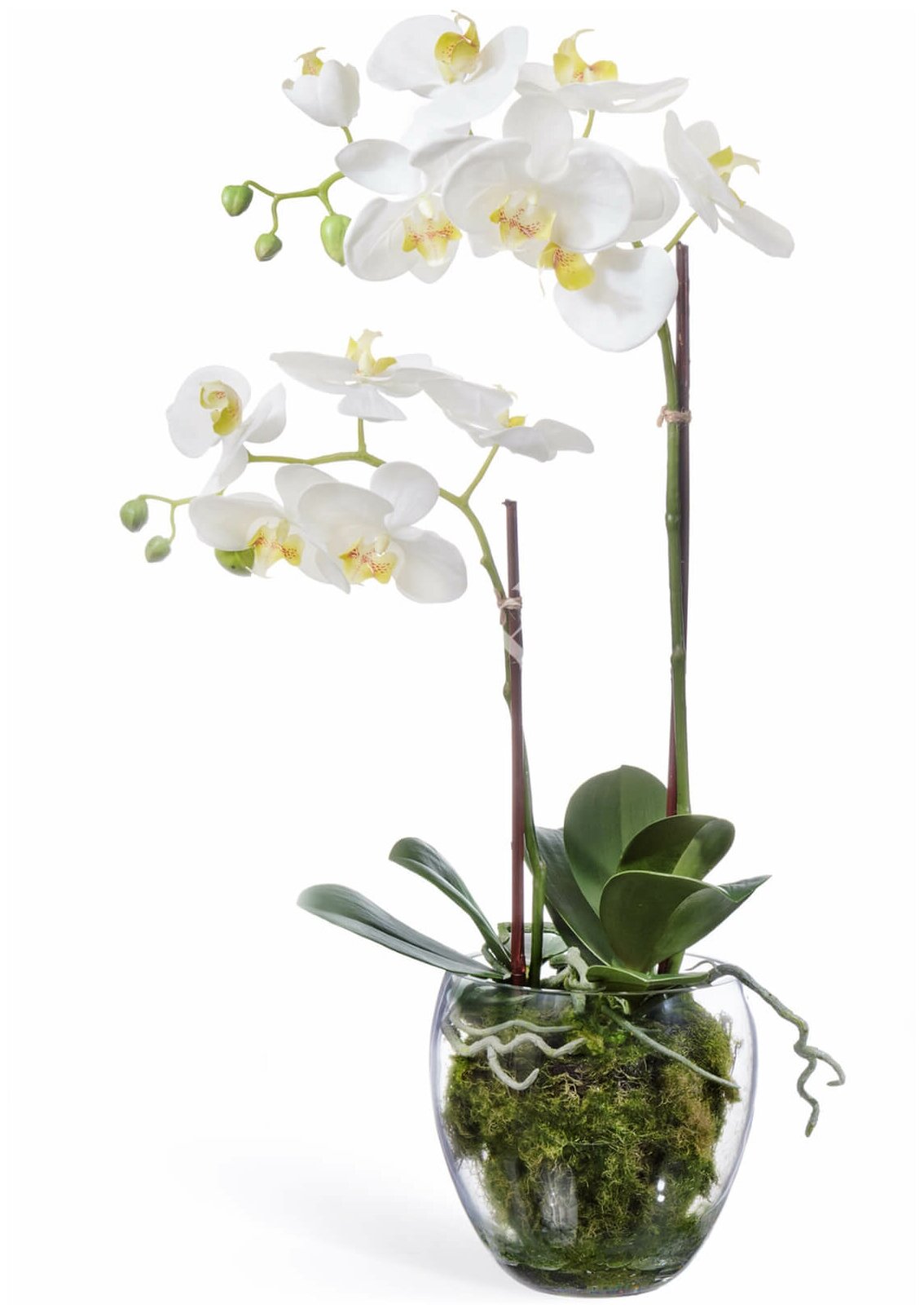 Искусственная Орхидея Фаленопсис белая с мхом, корнями, землёй - в-60 см, Treez Collection