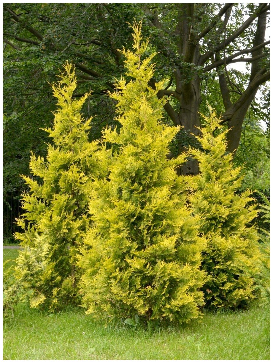 Семена Туя западная Голден Брабант (Thuja occidentalis Golden Brabant) 30 штук