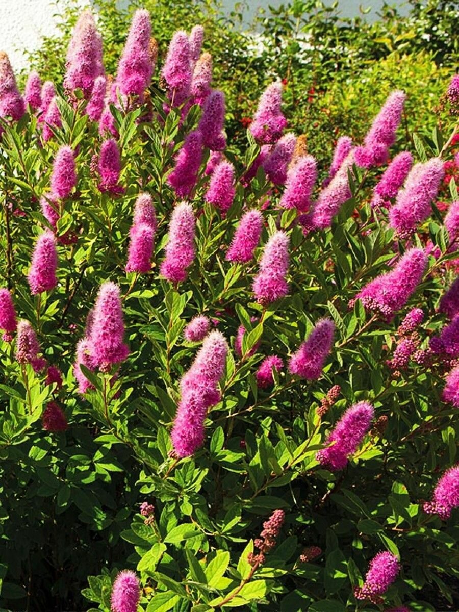 Семена кустарника Спирея Билларда (Spiraea billardii) 30 штук семян