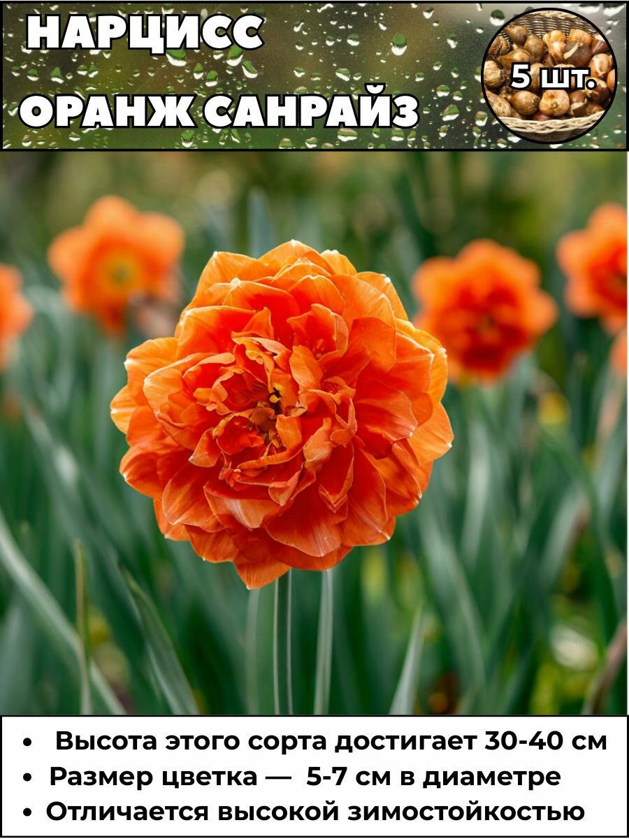 Нарцисс Оранж санрайз луковицы 5 штук