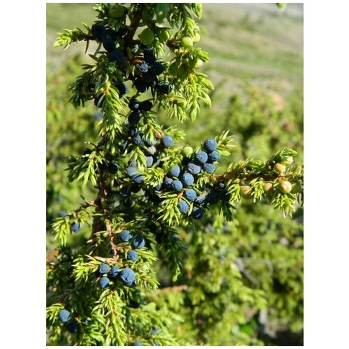 Семена Можжевельник сибирский (Juniperus sibirica Burgsd), 30 штук