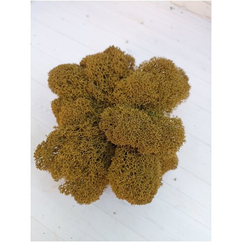 Стабилизированный мох Оливковый 100 г