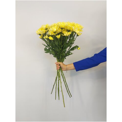 Букет Хризантема кустовая желтая 65см 7 шт