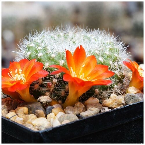 Семена Орешка Суккулент Кактус Rebutia xanthocarpa VG-105 10 шт. семена орешка суккулент кактус rebutia xanthocarpa vg 105 10 шт