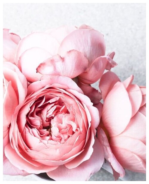 Картина по номерам Colibri "Розовые розы" 40х50 см Холст на подрамнике