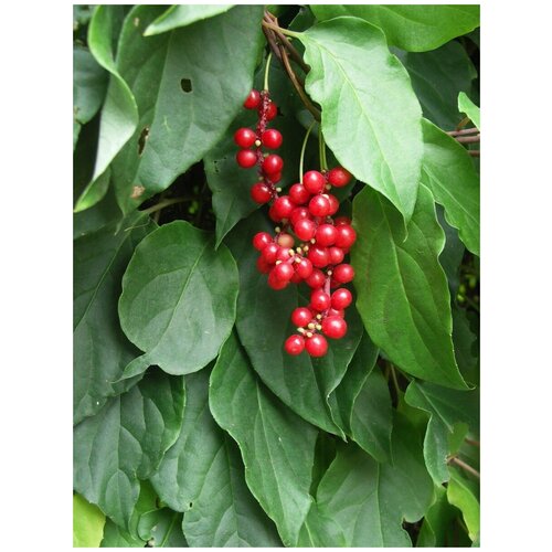 buy schisandra chinensis semilla plant schisandra berry tree for wu wei zi Семена Лимонник китайский (Schisandra chinensis), 20 штук