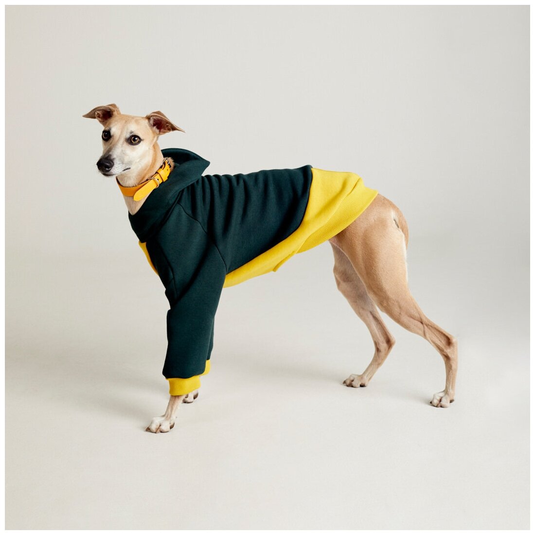 WOOFLER / Толстовка для Уиппета, худи из футера для борзых, зимняя одежда для собак мелких и средних пород, желто-зеленый М44 - фотография № 1