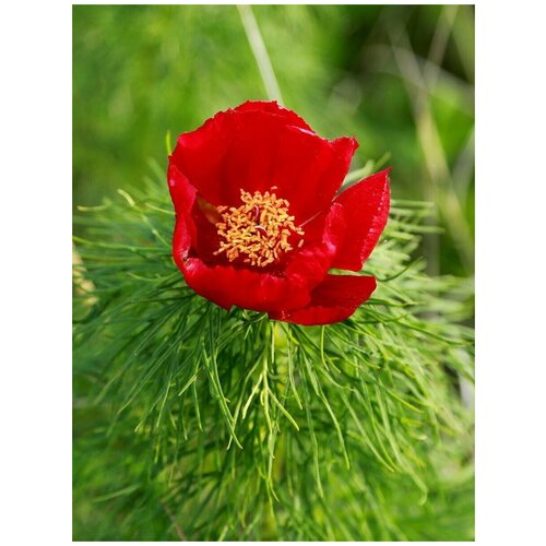 Семена Пион узколистный (Paeonia tenuifolia), 5 штук