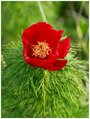 Семена Пион узколистный (Paeonia tenuifolia), 5 штук