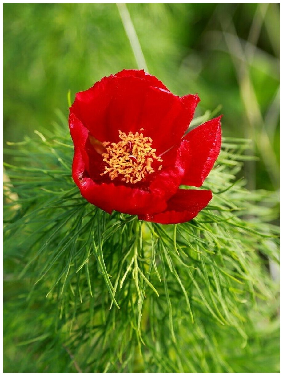 Семена Пион узколистный (Paeonia tenuifolia) 5 штук