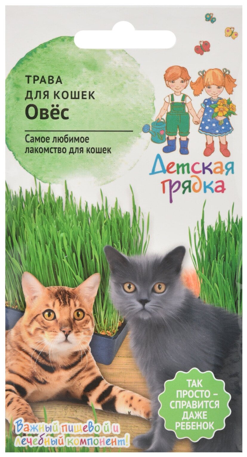 Семена Детская грядка трава для кошек Овес - фото №5