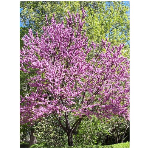 Семена Багрянник китайский (Cercis chinensis), 15 штук семена мискантуса китайского miscanthus chinensis 0 01 г