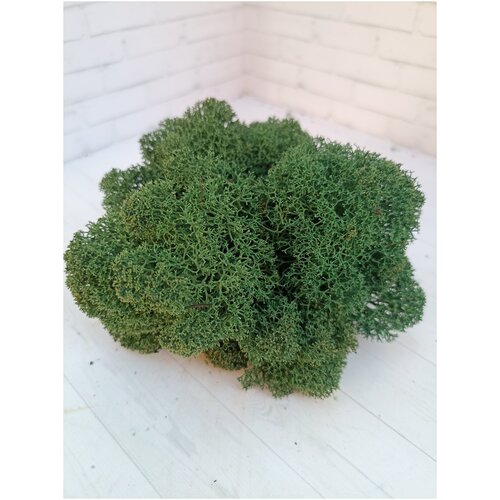 Стабилизированный мох Серо-зеленый 1 кг