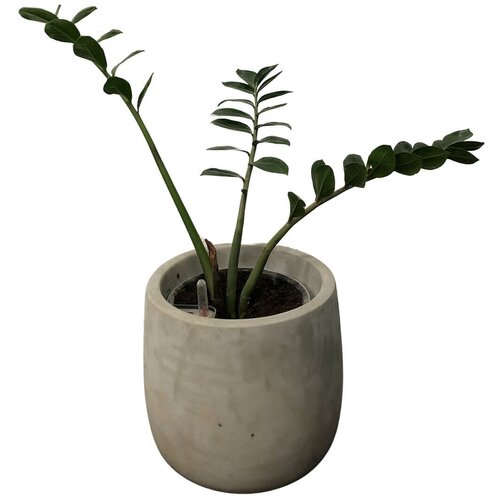 Королевская Архитектура Кашпо овальное