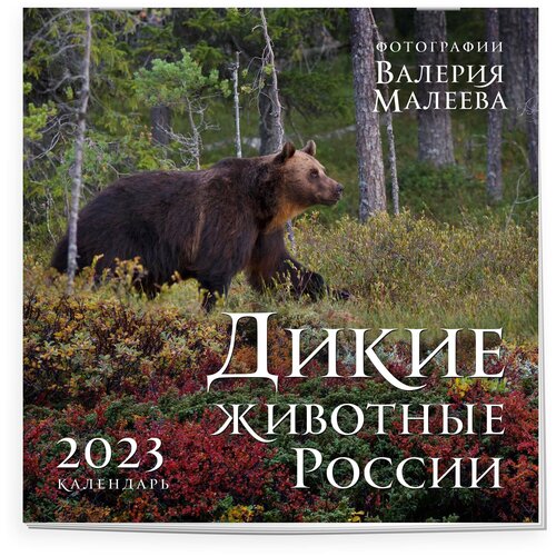 Эксмо Дикие животные России. Авторские фотографии Валерия Малеева. Календарь настенный на 2023 год (300х30