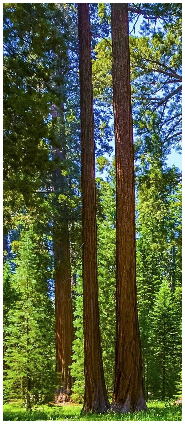 Самоклеящиеся фотообои "В лесной чаще #2", размер: 90x210 см