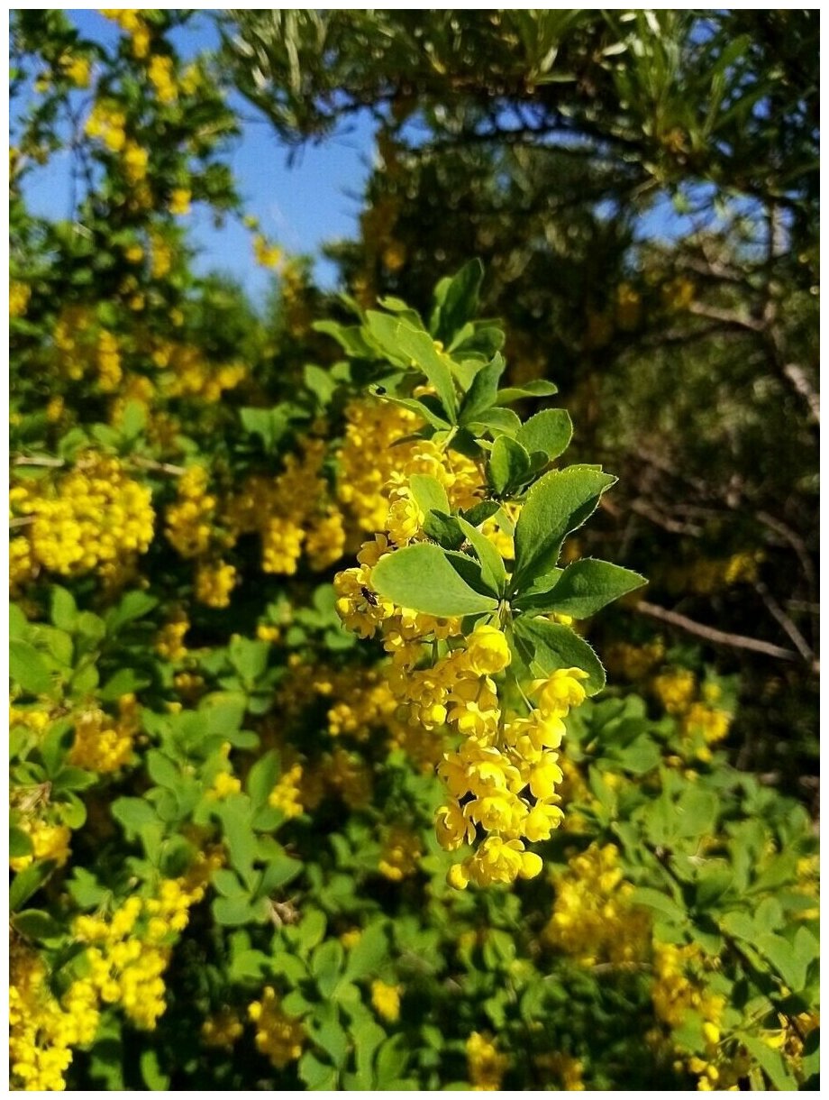 Семена Барбарис амурский (Berberis amurensis) 15 штук