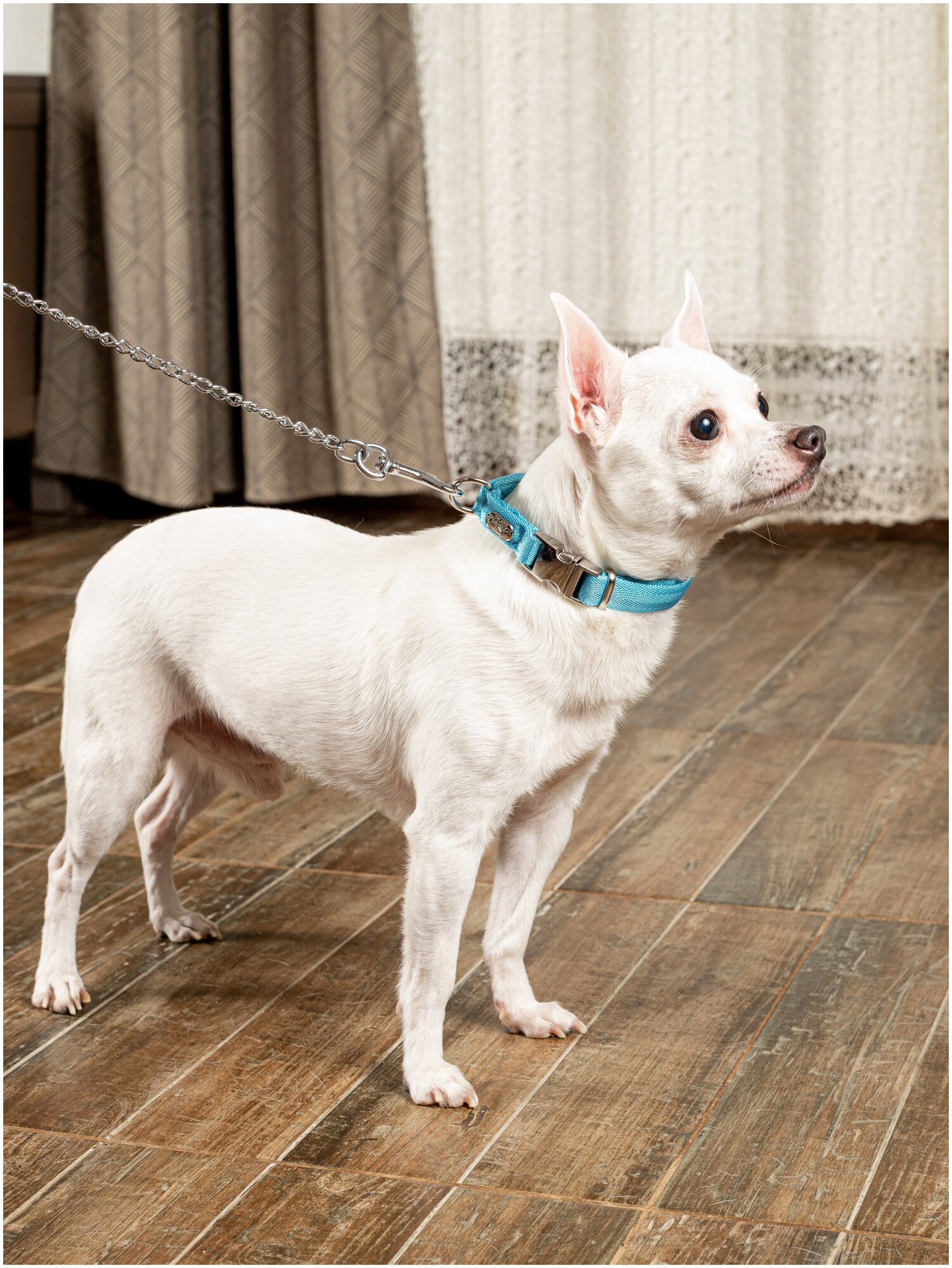 Воздушный ошейник Japan Premium Pet для активных и серьёзных собак, размер S (цвет: голубой) - фотография № 8