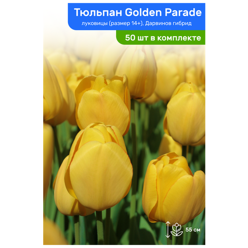 Тюльпан Golden Parade (Голден Парад), луковицы, размер 14+, комплект из 50 шт