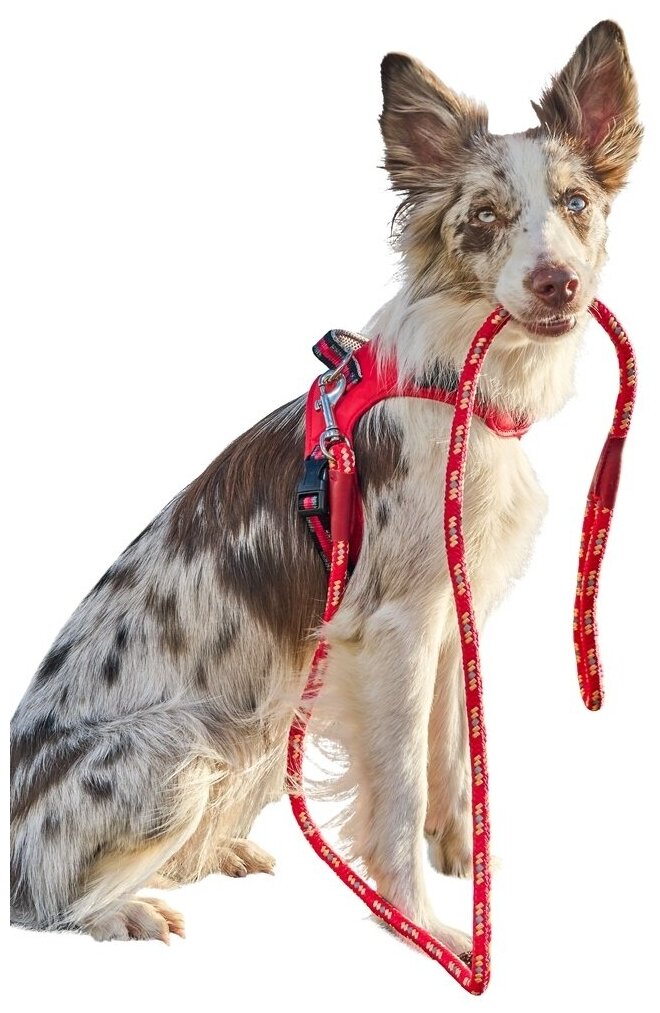 Поводок для собак Japan Premium Pet особо прочный светоотражающий "АнтиСрыв" со стоппером на карабине, размер L