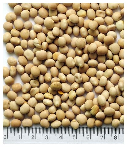 Семена сидерата Люпин однолетний 0.5 кг Леруа Мерлен - фото №2